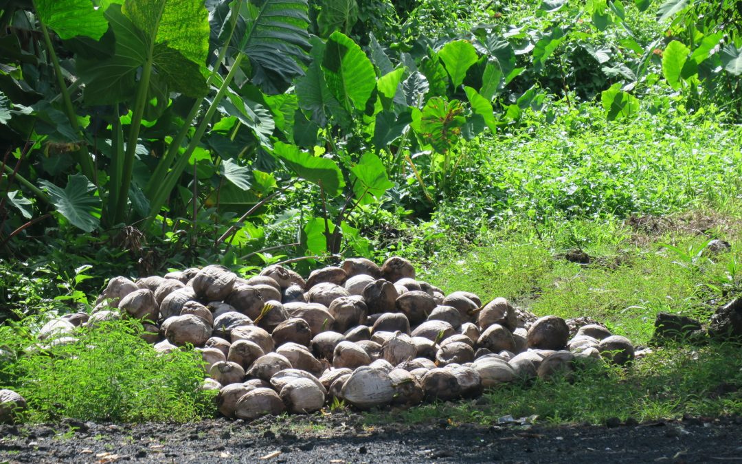 SBS Reports: Samoa’s Economy Riding the Wave of Coconut Trend