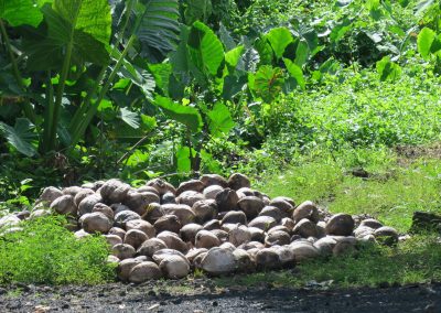 SBS Reports: Samoa’s Economy Riding the Wave of Coconut Trend