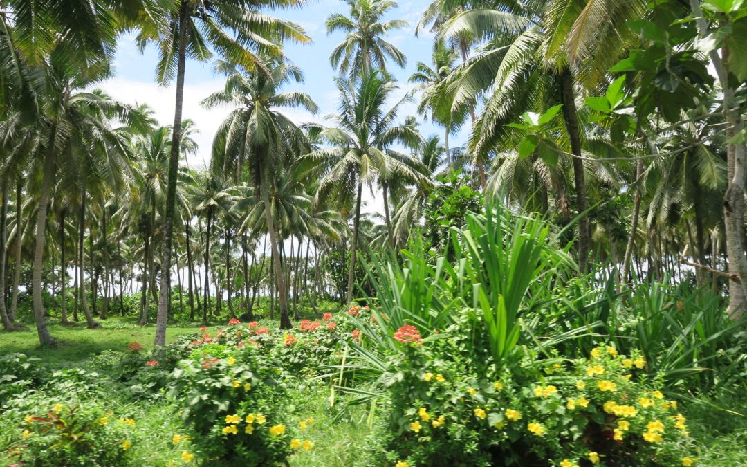 A Two Feet Retrospective: Nora’s Plantation Foods