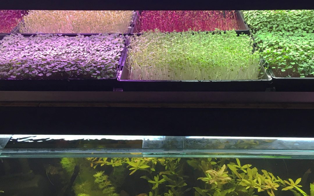 Two Feet Profile: Farmwall