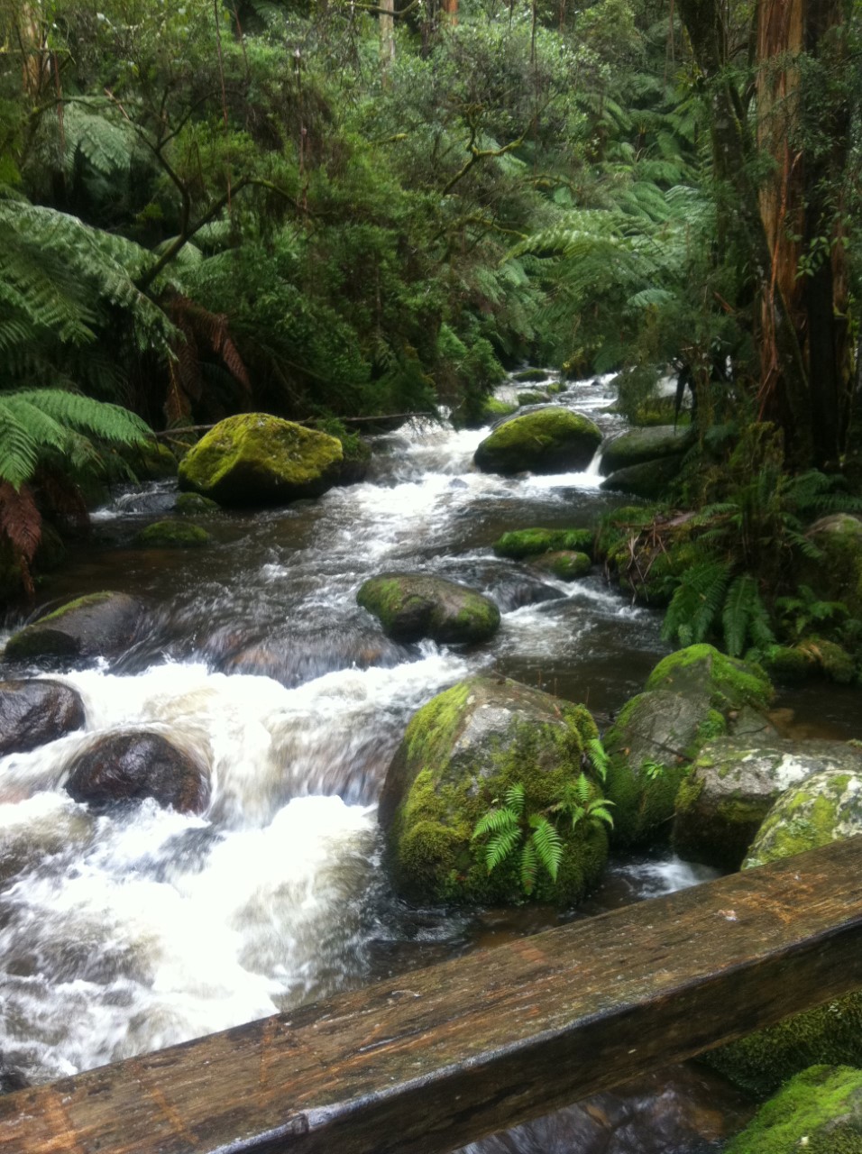 a shady, fern-lined creek with fast-flowing water over mossy rocks 
